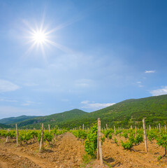 Wall Mural - vineyard in mountain valley under sparkle sun