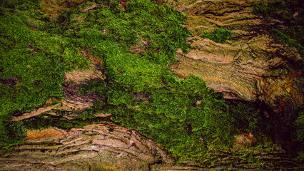 Texture Of Green Moss On The Tree
