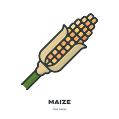 Wall Mural - Corn cob or Maize ear icon, filled outline style vector illustration