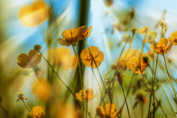 Wall Mural - field of poppies