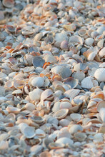 Shells On The Beach Azov Sea Summer