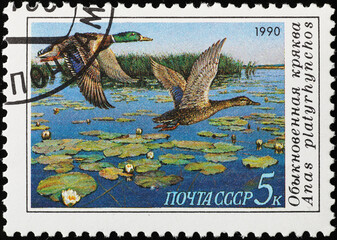 Wall Mural - Couple of mallards in flight on russian postage stamp