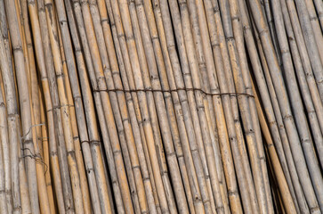  Many dry sheaves bamboo close