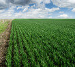rows of green young shoots , the concept of agriculture, planted wheat or rye field and sky with clouds
