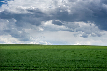 Wall Mural - green field and picturescue storm sky clouds at springtime, agriculture planted wheat