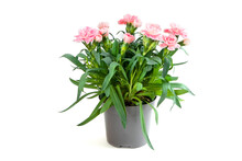 Pink Carnation In A Grey Pot Isolated On A White Background. A Pot With Flowers.Gardening.