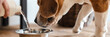 Beagle dog eating from a bowl