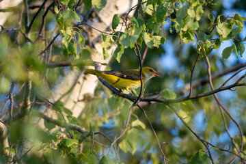 Wall Mural - Golden Oriole (Oriolus oriolus)