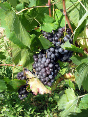 Wall Mural - Red grapes in a vineyard . Tuscany, Italy