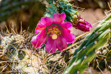 Pink Blossoms Cane Cholla Cactus