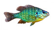 Sunfish Pumpkinseed Bream Lepomis gibbosus - colorful freshwater fish