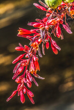 Red Yucca Blooming Macro