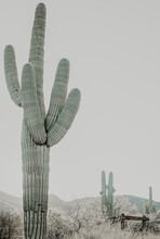 Saguaro Cactus In The Desert