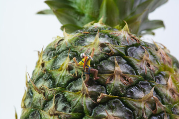 Wall Mural - a hiker with a backpack on a pineapple, close-up