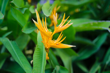 Wall Mural - Close-up view of yellow heliconia flower (Heliconia angusta or Yellow Christmas) with green leaves background. Heliconia or banana flowers are a type of tropical ornamental plant