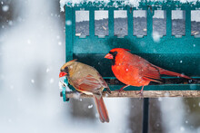 Male And Female Northern Cardinals (Cardinalis Cardinalis) On A Feeder