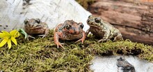 Three Cute Ground Toads In The Garden. Frogs And Toads In The Wild. Beautiful Ground Frog. Amphibious Frogs And Toads.