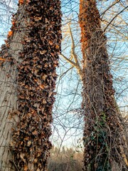 trunk of a tree in the forest