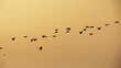 flock of birds on sunset