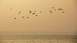 birds on the beach at sunset