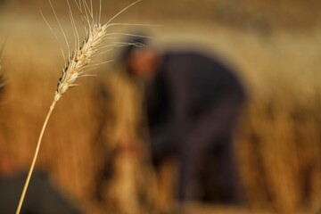 Canvas Print - ears of wheat