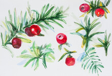 Watercolor Yew Berries. A Green Twig Of An Evergreen Coniferous Tree Logo With Beautiful Berries. A Poisonous Plant. Winter Watercolor Sketch Drawing. Illustration On Watercolor Paper, Not Isolated