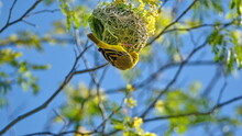Southern Masked Weaver (Ploceus Velatus) Building A Nest In A Tree In A Backyard In Pretoria, South Africa