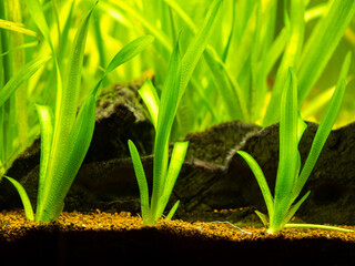 Wall Mural - Vallisneria gigantea freshwater aquatic plants in a fish tank with blurred background