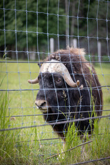 Poster - A vertical closeup of the muskox behind the fence. Ovibos moschatus.