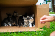 A Bunch Of Kittens In A Cardboard Box
