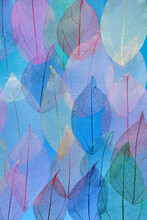 Colorful Background Of Transparent Veined Leaves
