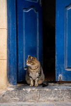 Portrait Of Cat Waiting In Entrance 