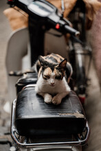 Cute Cat On Top Of Vintage Motorbike In Street Market