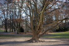 Tree Without Leaves In A Park
