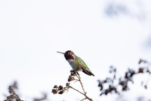 An Anna's Hummingbird Perched On A Branch In Seattle, Washington.