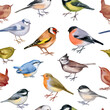 Vector illustration of seamless pattern with forest birds