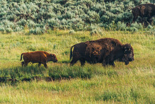 Mama Bison & Calf In Yellowstone