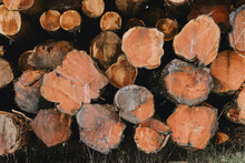 Log Spruce Trunks Pile