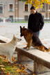 © Mauro Grigollo/Stocksy - Man walk the dogs out