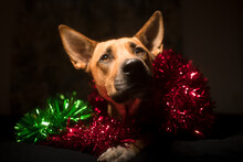 Cute Dog Tangled With Ornaments