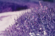 Infrared Nature: Violet Unreal Summer Flowers Meadow