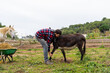 © Alba Vitta/Stocksy - Man tending horses and ponies at farm
