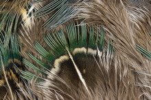 Green And Brown Feathers, Closeup  