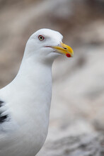 Close-up Portrait Of A Seagull