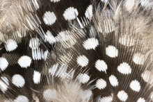Spotted Wild Feathers 