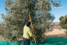 Man Collecting Olives In Farm With Rake
