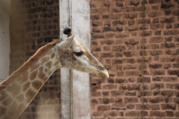 Poster - A selective focus shot of a beautiful giraffe