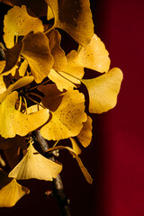 Gingko leaves