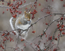 Eastern Gray Squirrel Feeding On Red Berries
