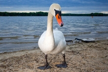 Swan At The Beach Of A Lake In Berlin.